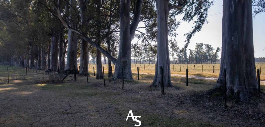 Campo de 81 hectáreas en La Choza, Lujan