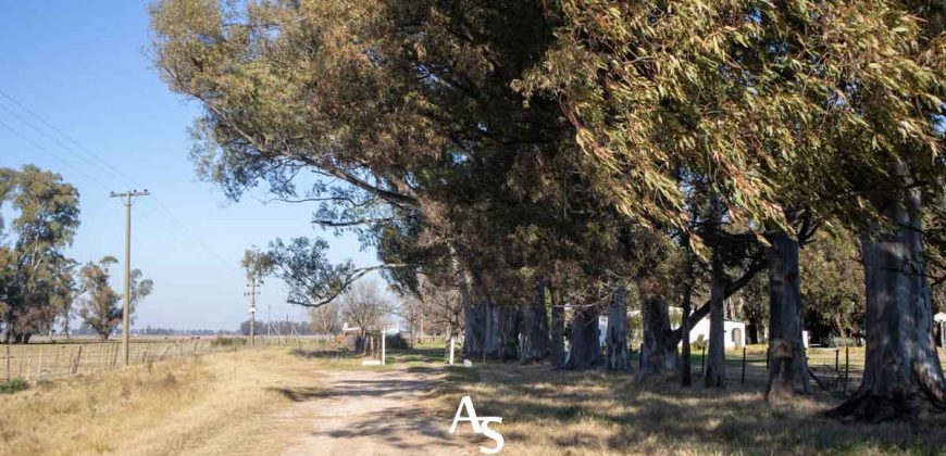 Campo de 81 hectáreas en La Choza, Lujan