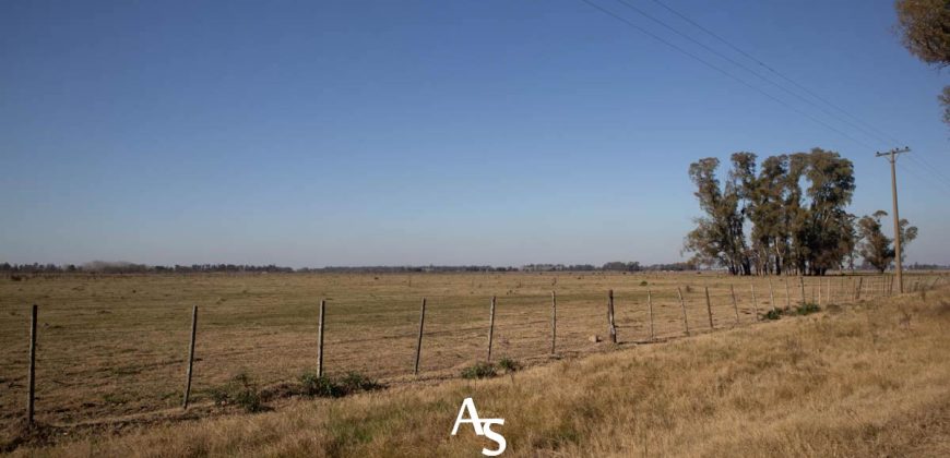 Campo de 81 hectáreas en La Choza, Lujan