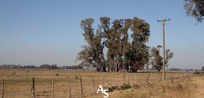 Campo de 81 hectáreas en La Choza, Lujan