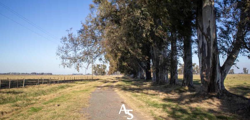 Campo de 81 hectáreas en La Choza, Lujan