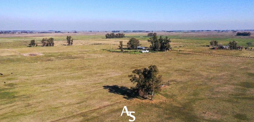 Campo de 81 hectáreas en La Choza, Lujan