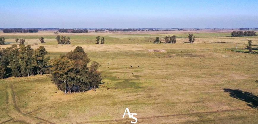 Campo de 81 hectáreas en La Choza, Lujan