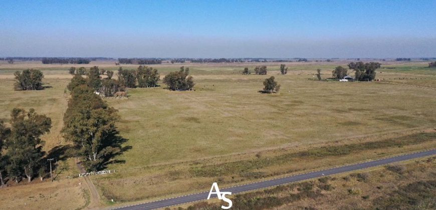 Campo de 81 hectáreas en La Choza, Lujan