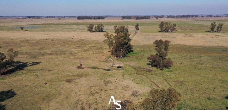 Campo de 81 hectáreas en La Choza, Lujan