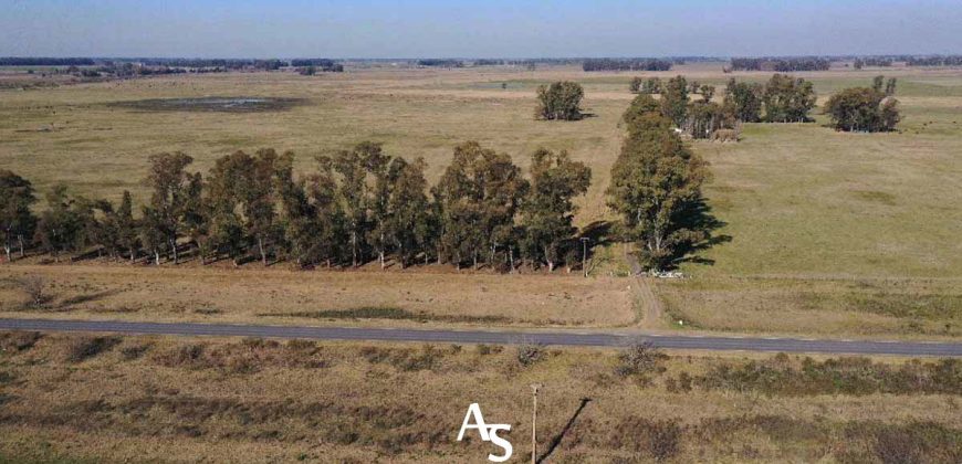 Campo de 81 hectáreas en La Choza, Lujan