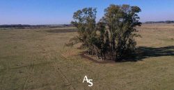 Campo de 81 hectáreas en La Choza, Lujan