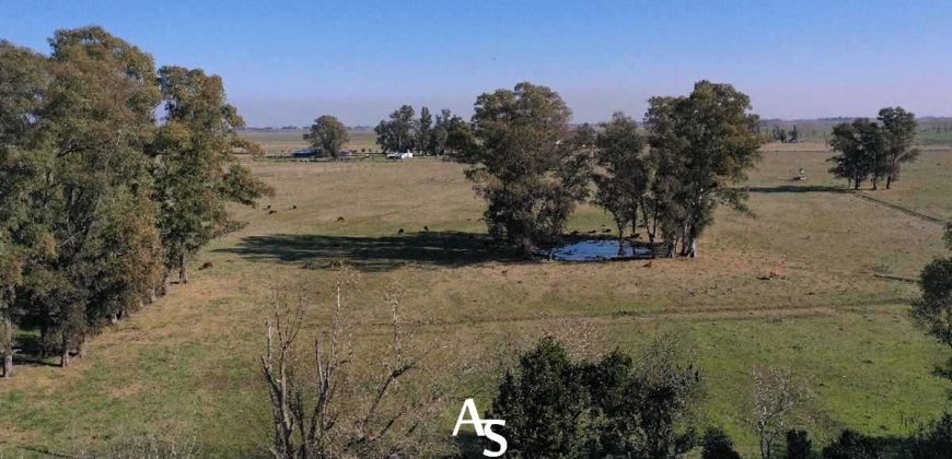 Campo de 81 hectáreas en La Choza, Lujan