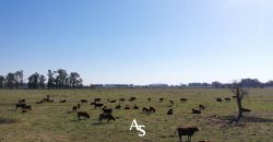 Campo de 81 hectáreas en La Choza, Lujan