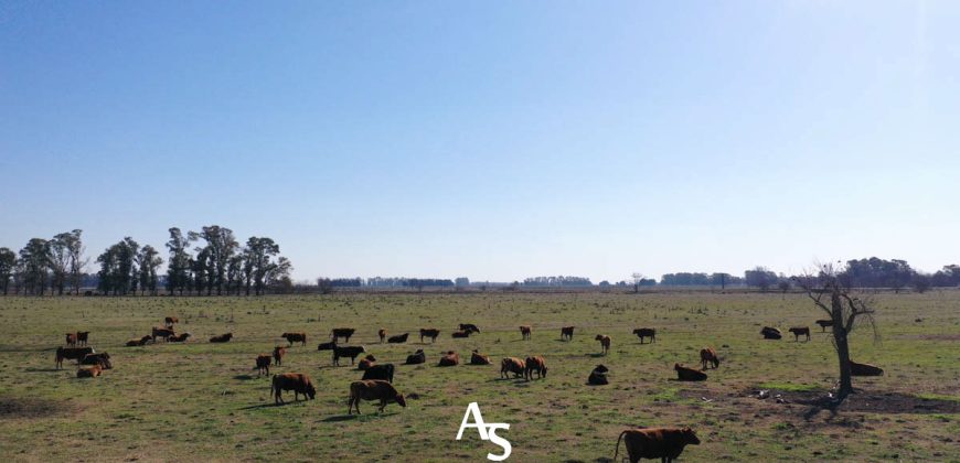 Campo de 81 hectáreas en La Choza, Lujan