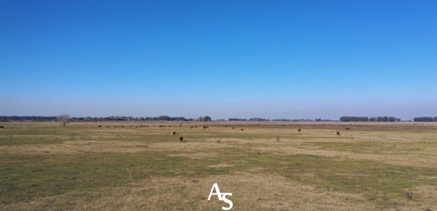 Campo de 81 hectáreas en La Choza, Lujan