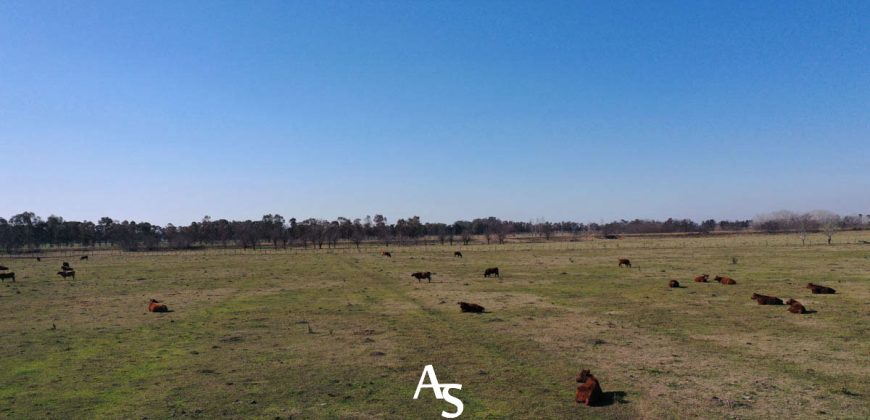 Campo de 81 hectáreas en La Choza, Lujan