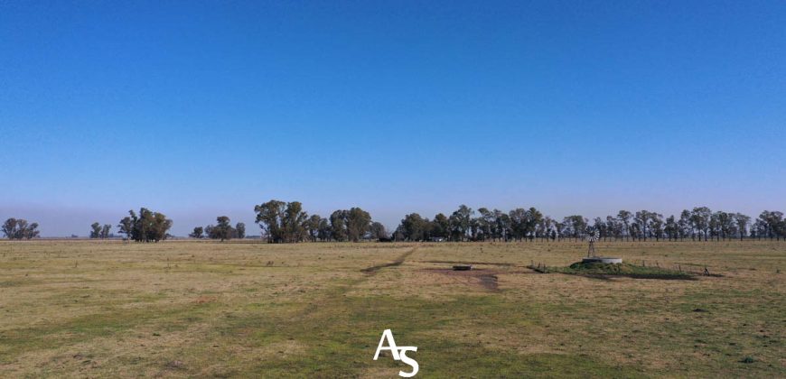 Campo de 81 hectáreas en La Choza, Lujan