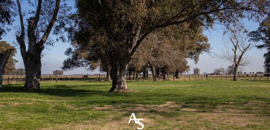 Campo de 81 hectáreas en La Choza, Lujan