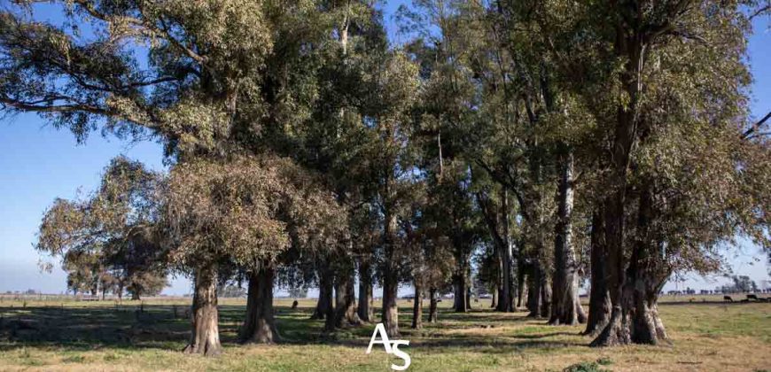 Campo de 81 hectáreas en La Choza, Lujan