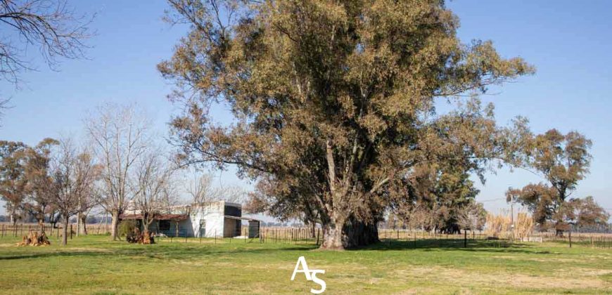 Campo de 81 hectáreas en La Choza, Lujan