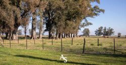 Campo de 81 hectáreas en La Choza, Lujan