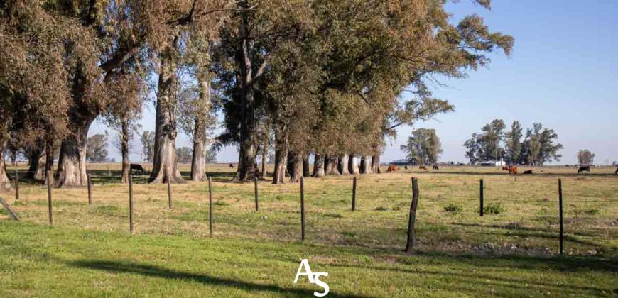 Campo de 81 hectáreas en La Choza, Lujan