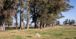 Campo de 81 hectáreas en La Choza, Lujan