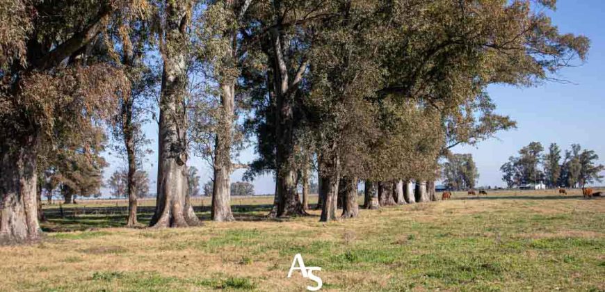 Campo de 81 hectáreas en La Choza, Lujan