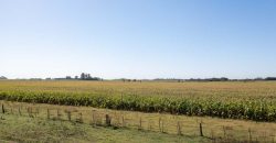 Campo de 90 hectáreas en Sol de Mayo