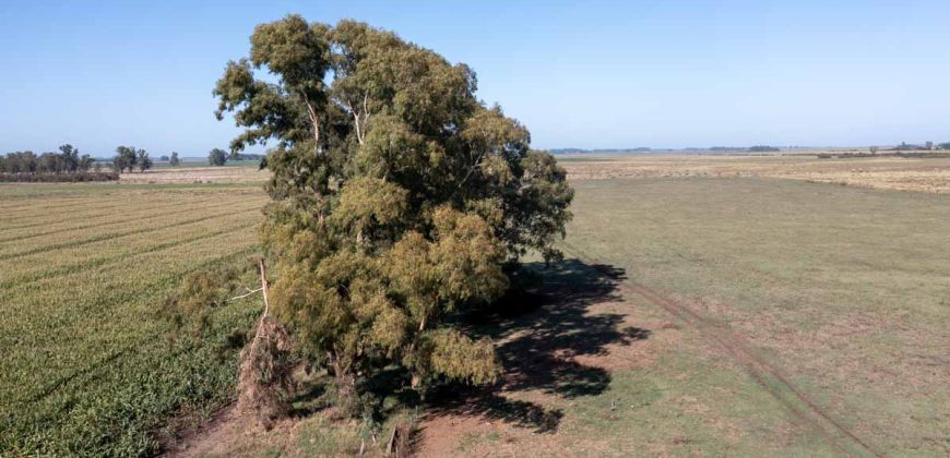 Campo de 90 hectáreas en Sol de Mayo