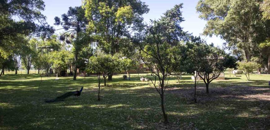 Campo de 38 hectáreas en Navarro