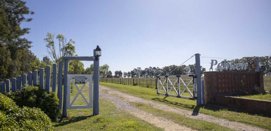 Campo de 38 hectáreas en Navarro