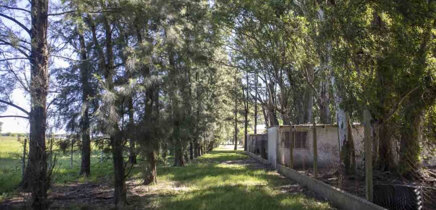 Campo de 38 hectáreas en Navarro