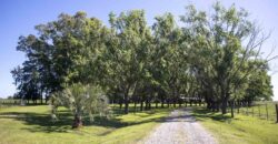 Campo de 38 hectáreas en Navarro