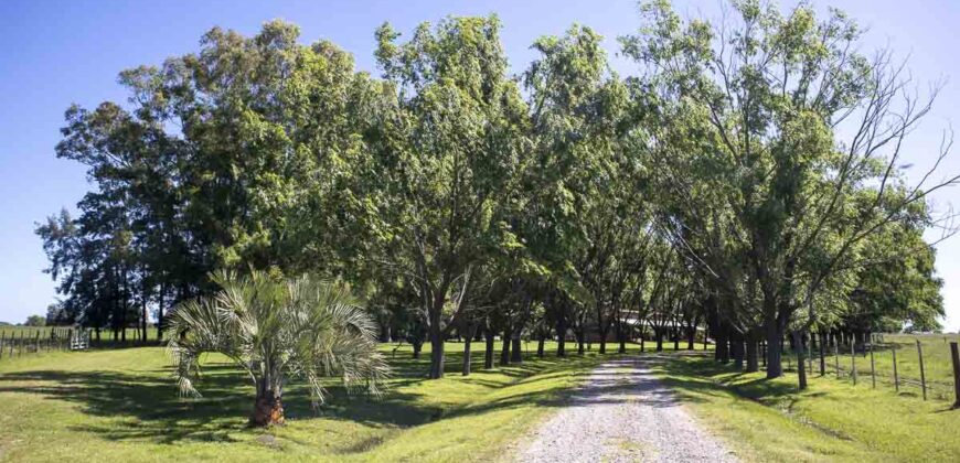 Campo de 38 hectáreas en Navarro