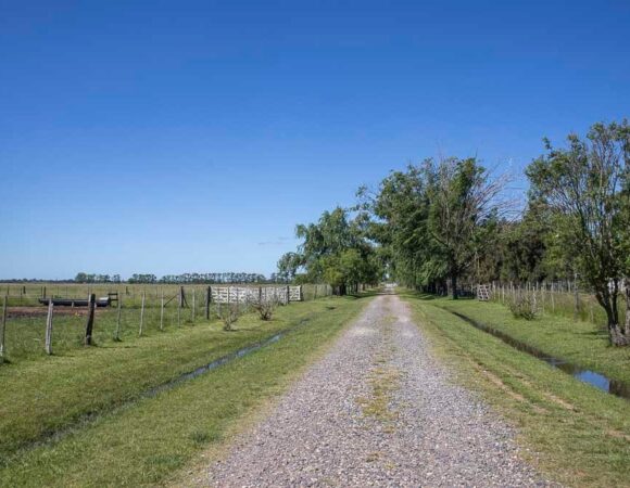 Campo
