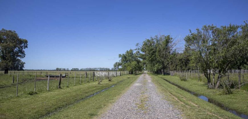 Campo de 38 hectáreas en Navarro
