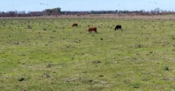 Campo mixto de 180 hectáreas en Lobos, Bs As