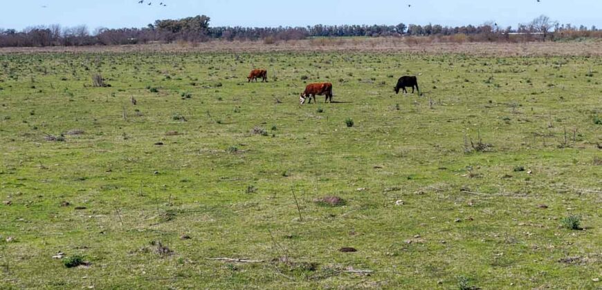 Campo mixto de 180 hectáreas en Lobos, Bs As