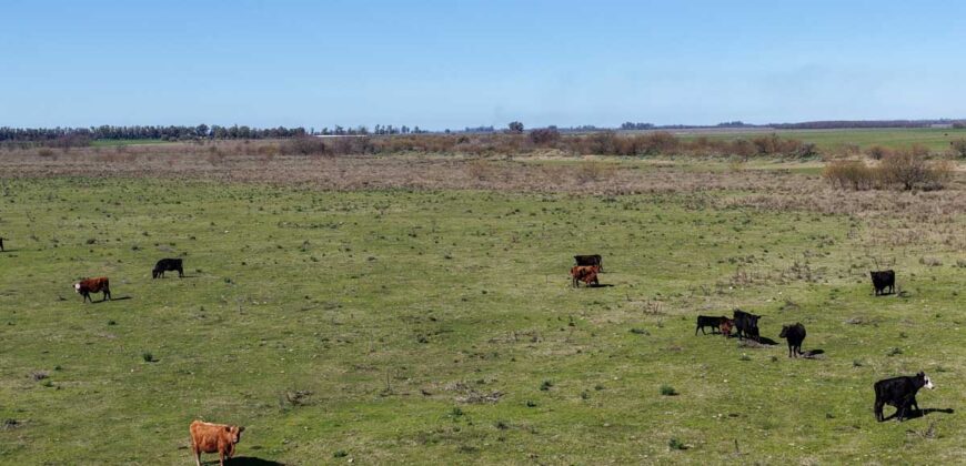 Campo mixto de 180 hectáreas en Lobos, Bs As