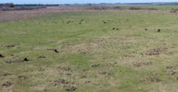 Campo mixto de 180 hectáreas en Lobos, Bs As