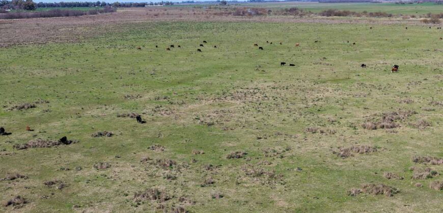 Campo mixto de 180 hectáreas en Lobos, Bs As